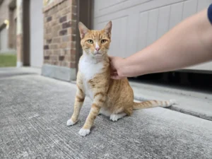 Cat Sitting and Boarding Houston