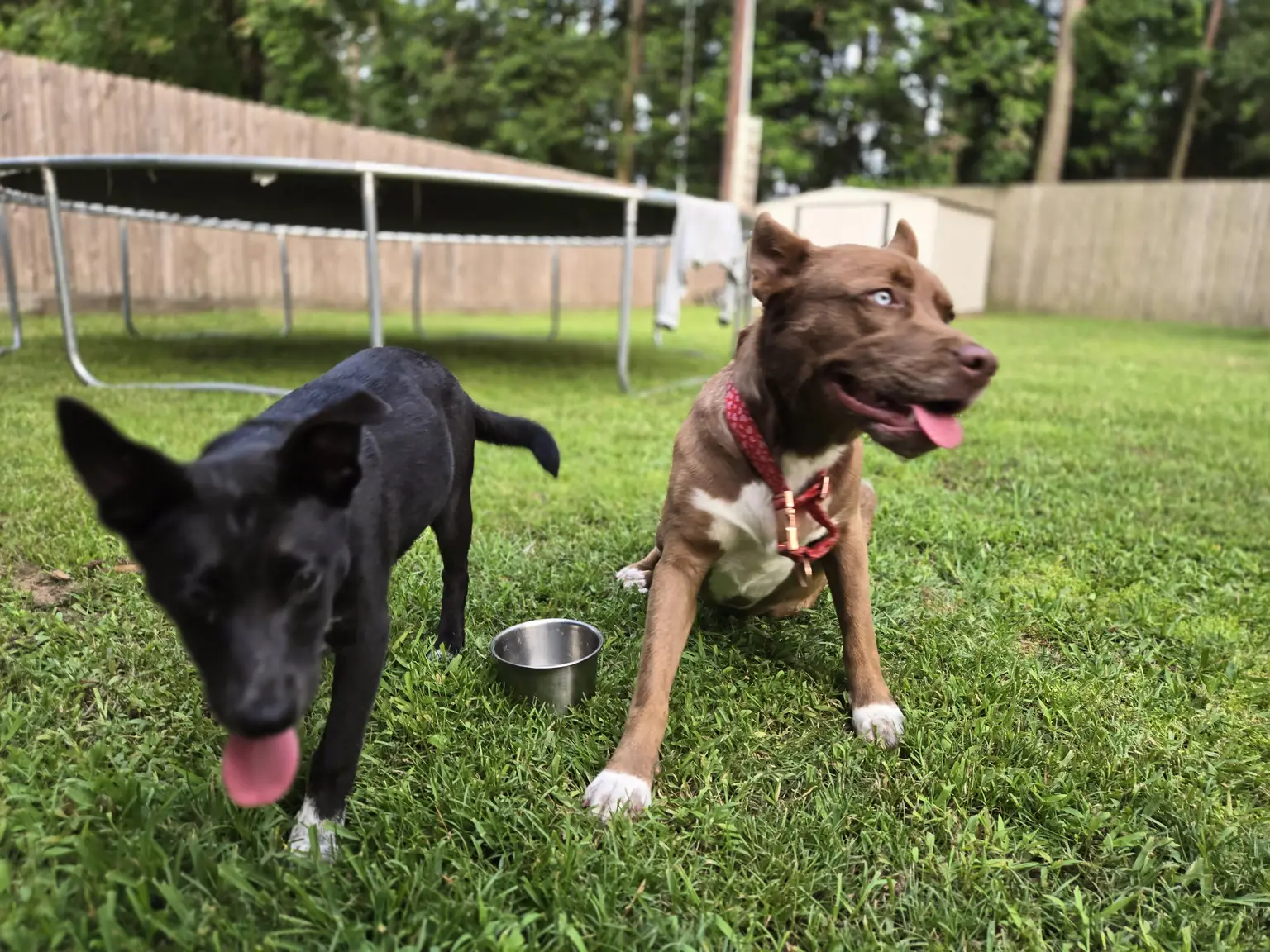 Friendly Pet Boarding near conroe